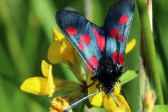 Five spot burnet moth on flower