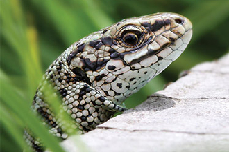 Image of a common lizard 