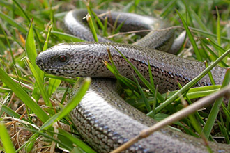 Slow Worm in grass