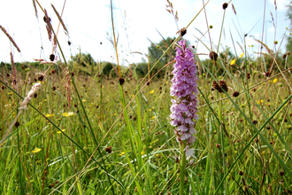 Chopwell Meadows Nature Reserve common spotted orchid