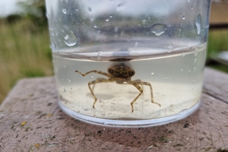 A pond creature in the pond dipping pot