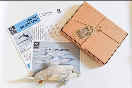 Adopt a dolphin pack with toy and fact sheets