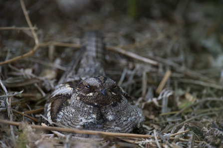Nightjar nesting on the ground, surrounded by twigs