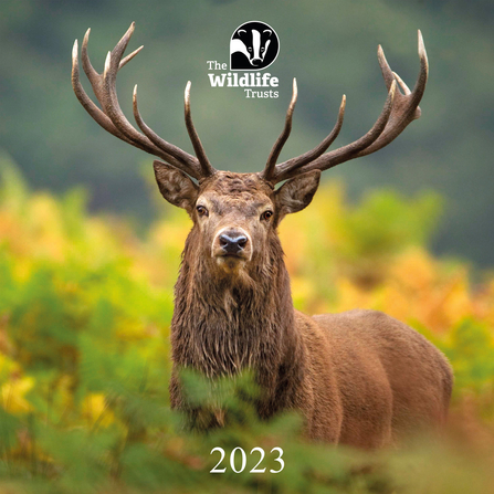 Front of 2023 Wildlife Trusts calendar, featuring stag