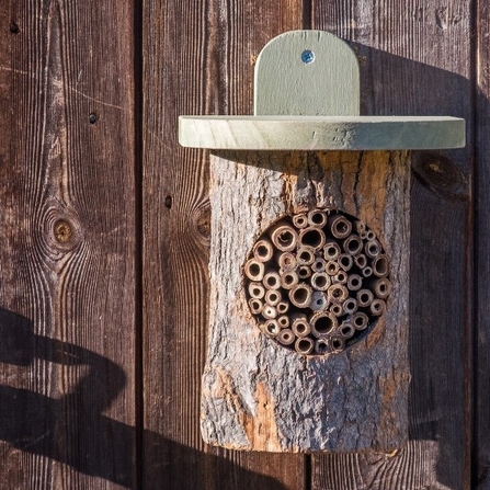Bee nester made from a log and hollowed out canes for nesting