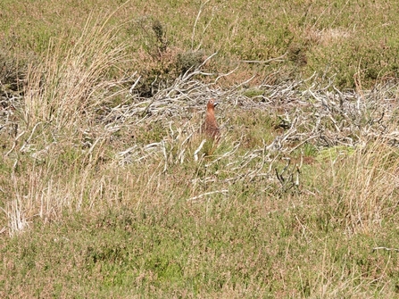 Red grouse in moorland