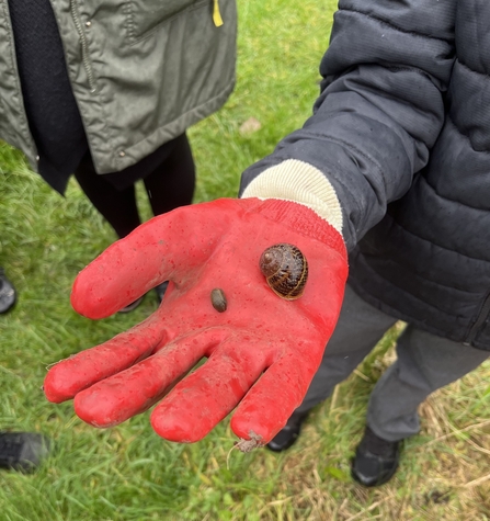 Child with gloved hand holding slug and snail
