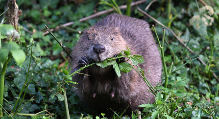 beaver eating foliage
