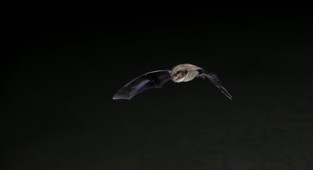 bat flying over water