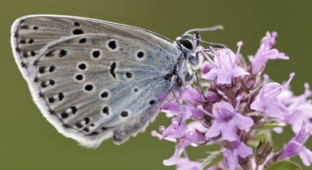 large blue butterfly on flower