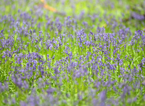 bluebell meadow