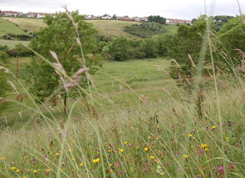 View of a grassland meadow with trees in background