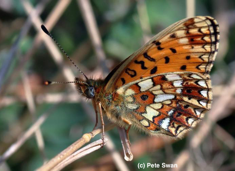 Small Pearl Bordered Fritillary Butterfly taken by Pete Swan