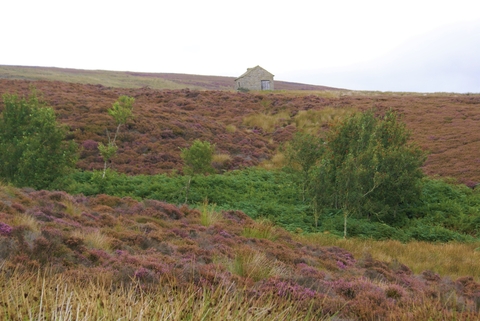 Heather with building in distance