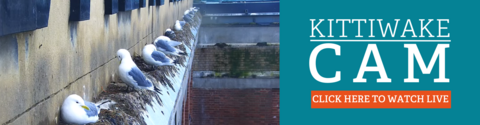 graphic promoting Kittiwake live web cam showing images of birds on ledge