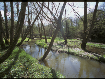 A view of a wetland with river and trees 