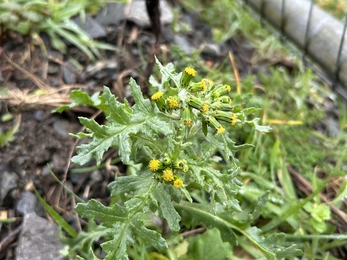 Green leaves and small yellow flowers 