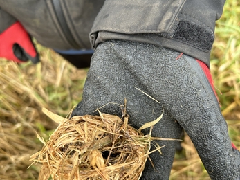 Empty harvest mouse nest 