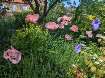 Poppies at St Cuthbert & St Bede's Church Garden