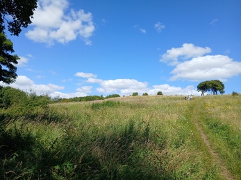 Meadow with people and tree in distance