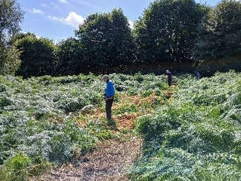 People scything in meadow