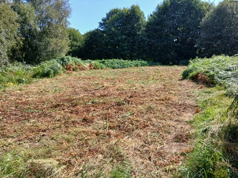 Meadow after scything