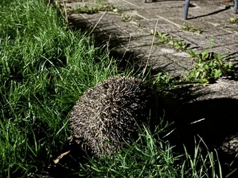 Hedgehog on lawn