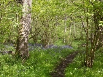 Lush, green woodland with bluebells covering left hand side of path