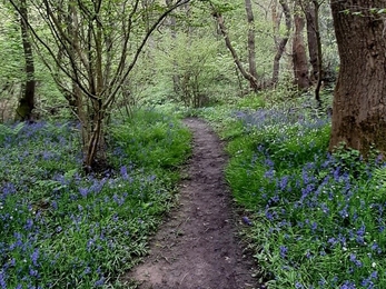 Woodland path with bluebells on either side