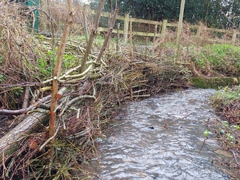 Coppiced wood used as revetment wall alongside stream