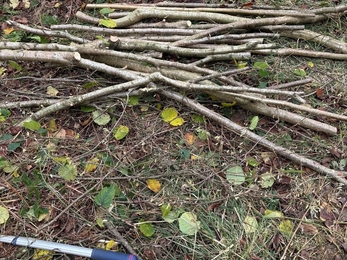 A pile of wood from coppicing