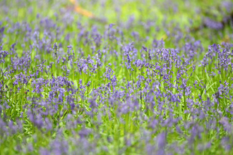 bluebell meadow