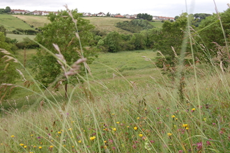 View of a grassland meadow with trees in background