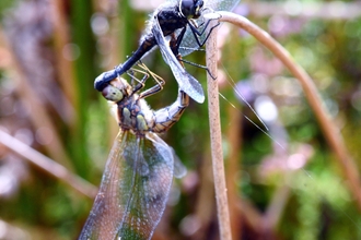 Black-Darter-credit-Mal-Wilkinson