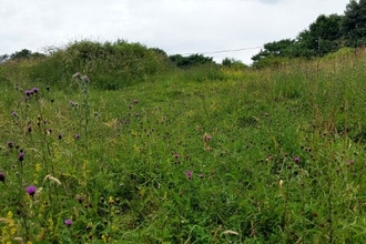 Kelloe Field Nature Reserve