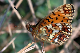 Small Pearl Bordered Fritillary Butterfly Pete Swan