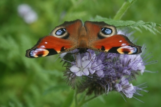 Peacock Butterfly on flower