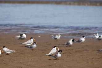 Little terns on the beach