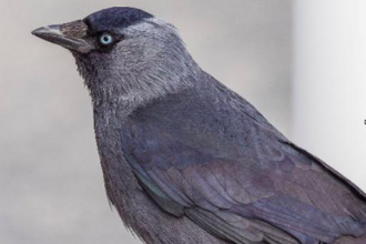 Jackdaw in profile at close up by Bengt Nyman