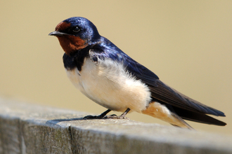 a swallow resting on bench in the sunlight