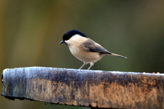 Willow Tit on branch