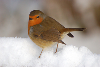 robin in snow