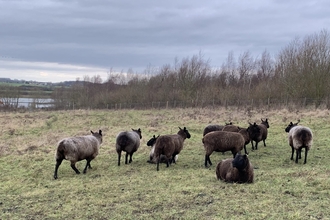 Sheep at Rainton Meadows