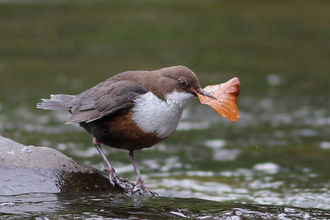 Dipper at Low Barns