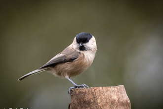 Willow tit