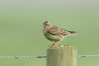 Skylark 