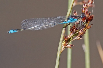 Small Red Eyed Damselfly