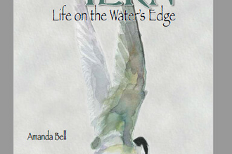 Cover of Little Tern: Life on the Water's Edge book