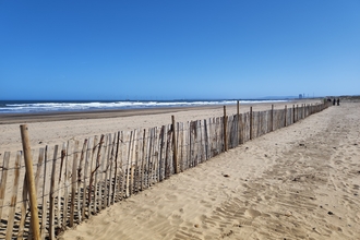 Little tern fencing on beach with sea in background