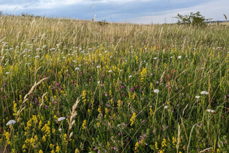 Herrington Hill lots of different species Magnesian Limestone